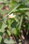 Arrowleaf sida